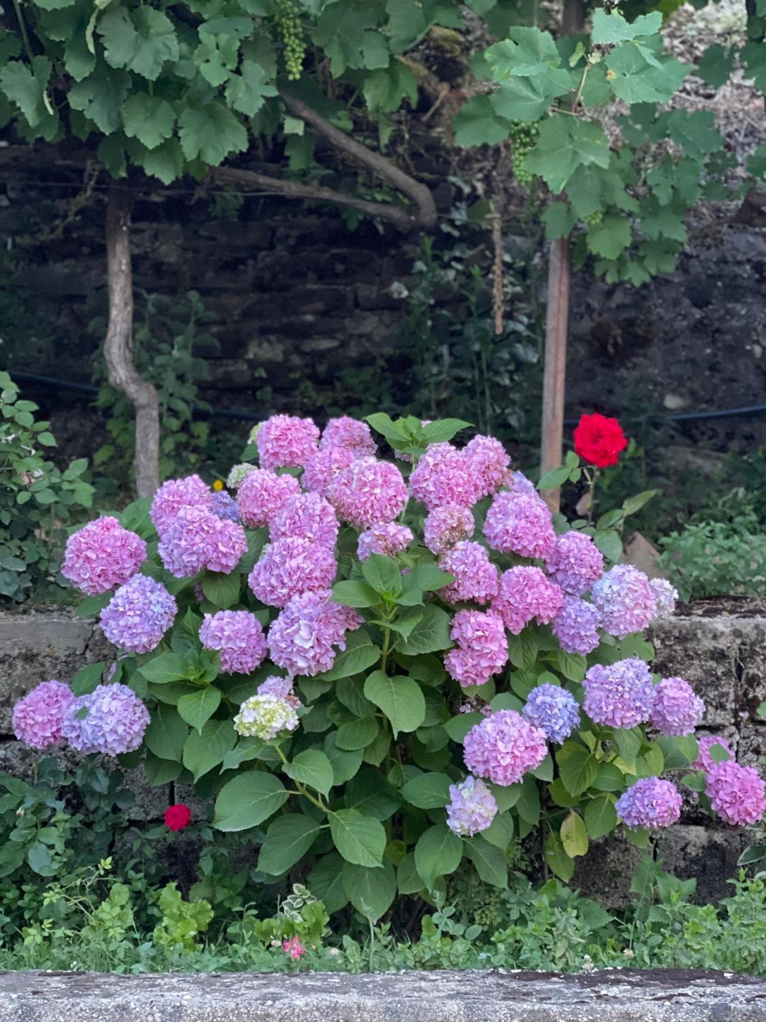 Elsa'S Villa Gjirokaster Bagian luar foto